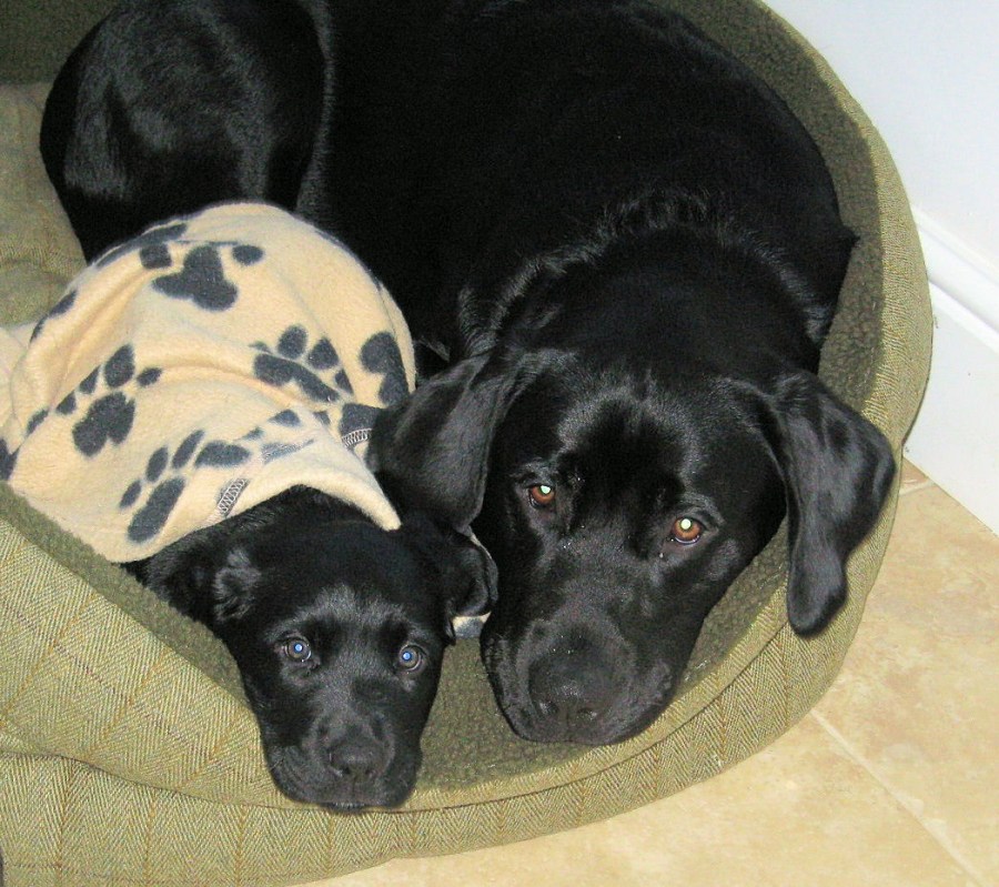 Let's get another one. What could possibly go wrong?