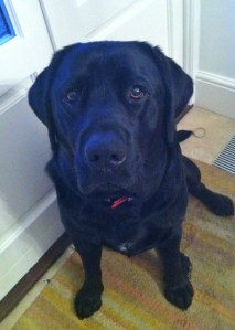 Life is better with an empty nester dog.